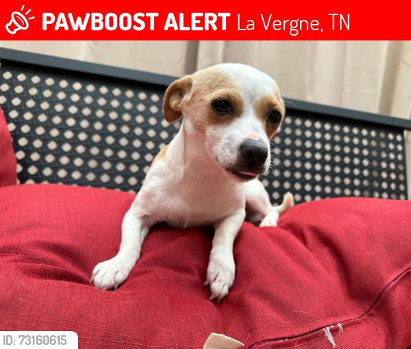 Lost Female Dog last seen Hollindale, La Vergne, TN 37086