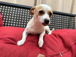 Lost Female Dog last seen Hollindale, La Vergne, TN 37086