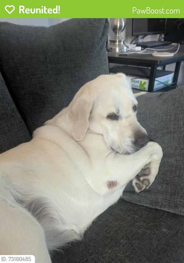 Reunited Female Dog last seen Dunkin donuts Glenway and Werk, Cincinnati, OH 45238