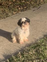Lost Female Dog last seen Near Truelson Drive & South Freeway, Fort Worth, TX 76134