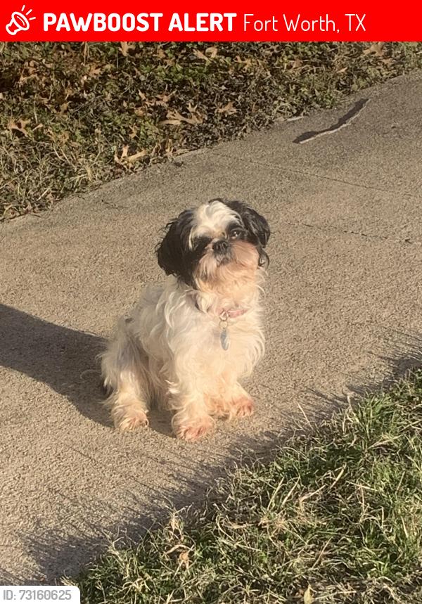 Lost Female Dog last seen Near Truelson Drive & South Freeway, Fort Worth, TX 76134