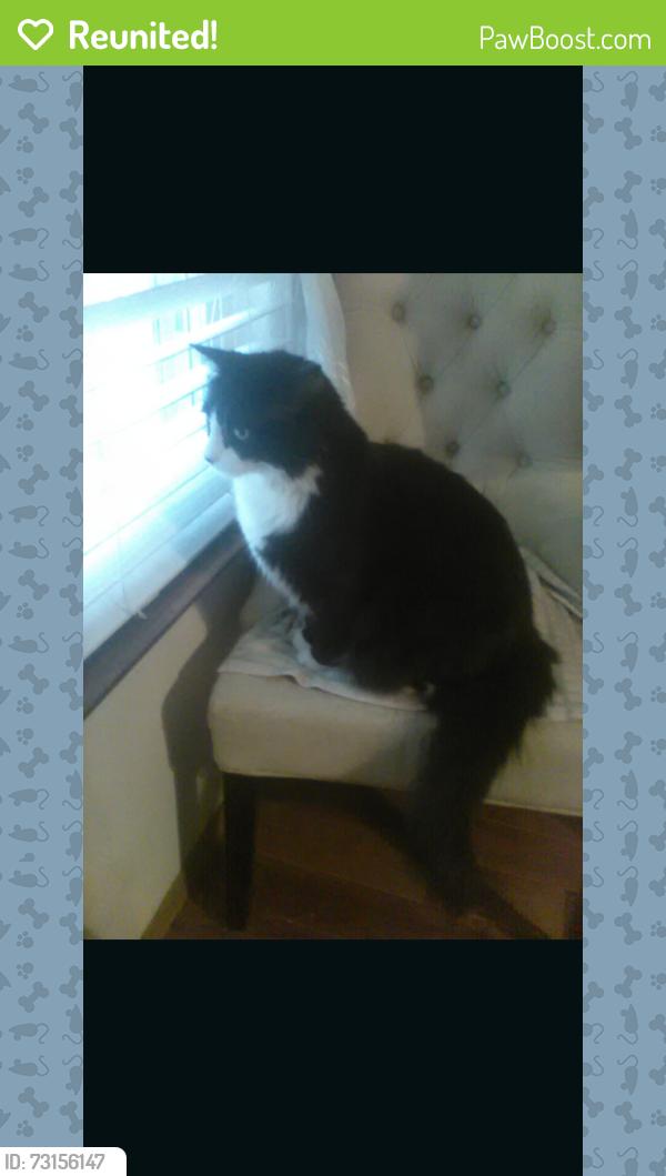Reunited Male Cat last seen West Park drive and chip drive, O'Fallon, MO 63366