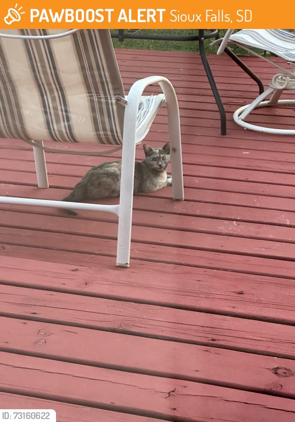 Found/Stray Unknown Cat last seen 77th and Hughes, Sioux Falls, SD 57108