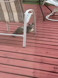 Found/Stray Unknown Cat last seen 77th and Hughes, Sioux Falls, SD 57108