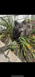 Lost Male Cat last seen Jefferson hosp (on germantown pike), East Norriton Township, PA 19403