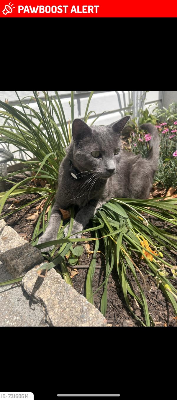 Lost Male Cat last seen Jefferson hosp (on germantown pike), East Norriton Township, PA 19403