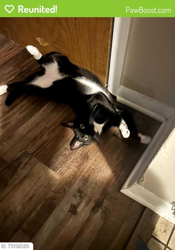 Reunited Female Cat last seen Home, oak rd and tonden dr, Spry, PA 17402