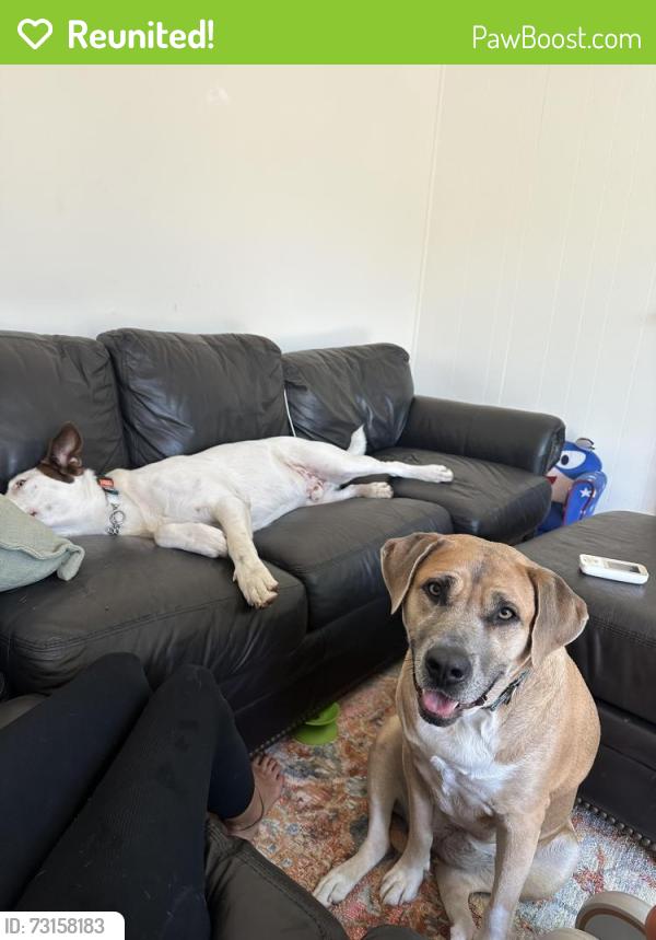 Reunited Female Dog last seen Mangrum dr., Huntington Beach, CA 92649