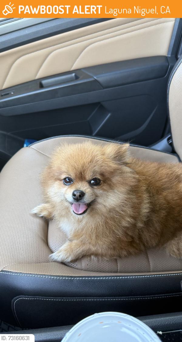 Found/Stray Female Dog last seen Niguel Rd, Laguna Niguel, CA 92677