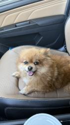 Found/Stray Female Dog last seen Niguel Rd, Laguna Niguel, CA 92677