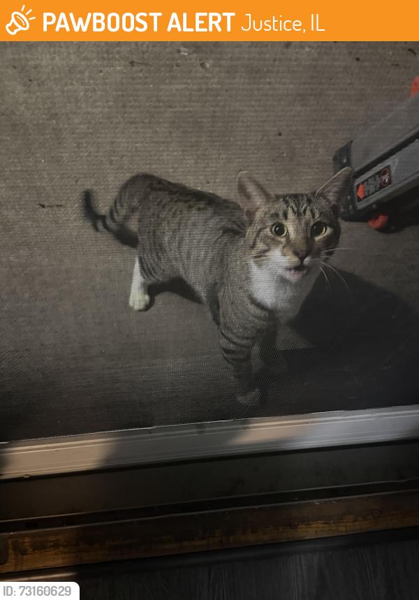 Found/Stray Unknown Cat last seen Cronin Ave and 76th Place, Justice, IL 60458