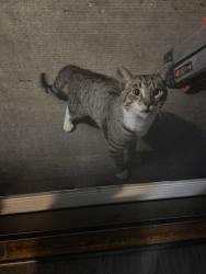 Found/Stray Unknown Cat last seen Cronin Ave and 76th Place, Justice, IL 60458