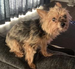 Found/Stray Female Dog last seen McKean and Patriot drive, Lincoln, CA 95648