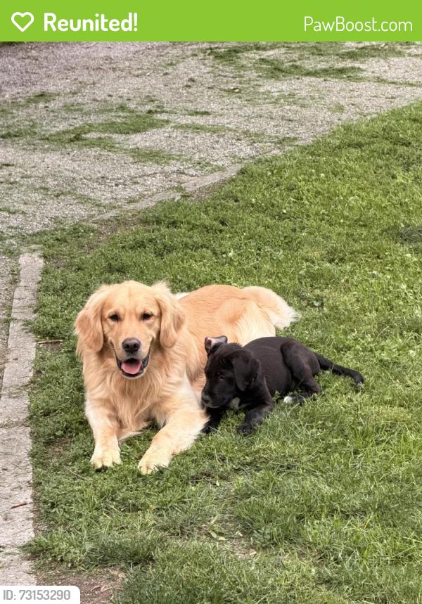 Reunited Male Dog last seen Minnesota and Tibbs, Indianapolis, IN 46241
