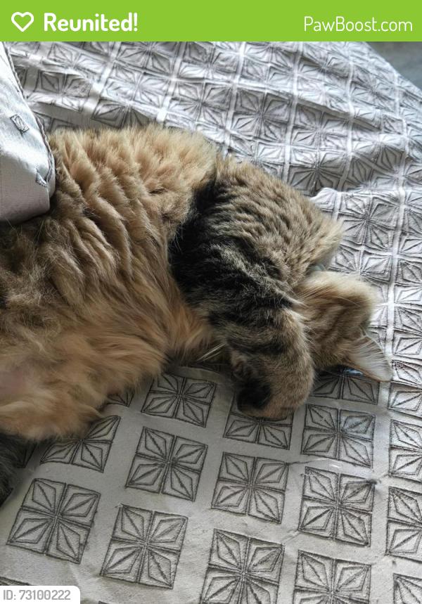 Reunited Female Cat last seen Mircado Way, Rancho Cordova, CA 95742