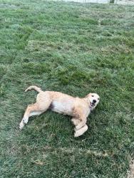 Reunited Female Dog last seen River Rd., South Chesterfield, VA 23803