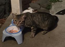 Found/Stray Unknown Cat last seen Alamosa drive, Wilmington, NC 28411