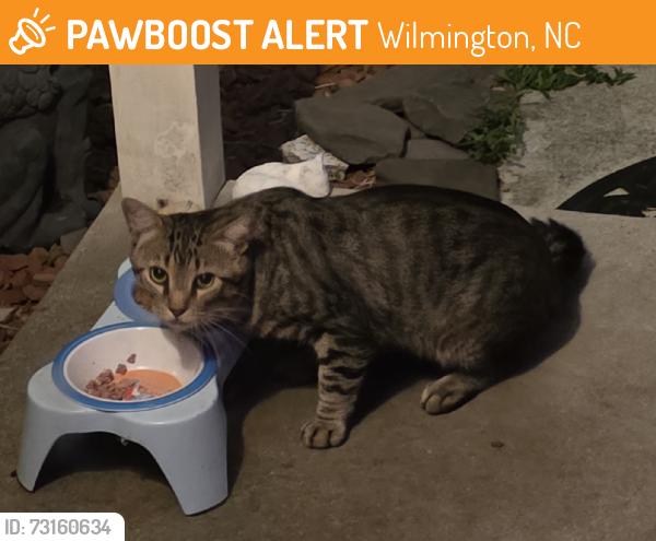 Found/Stray Unknown Cat last seen Alamosa drive, Wilmington, NC 28411