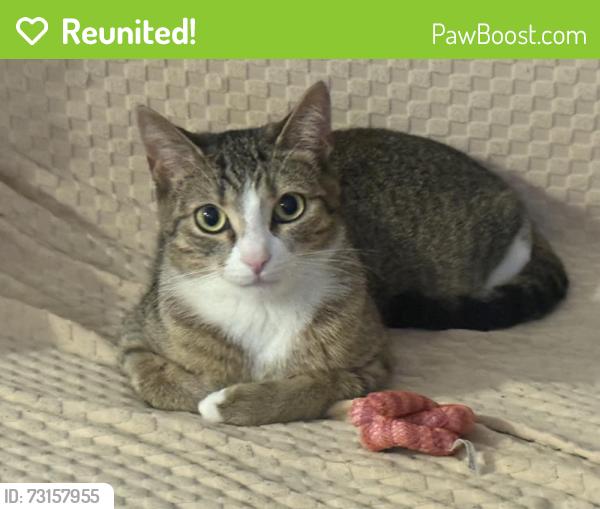 Reunited Female Cat last seen Keele st & Calvington Dr near Pioneer Gas, Toronto, ON 
