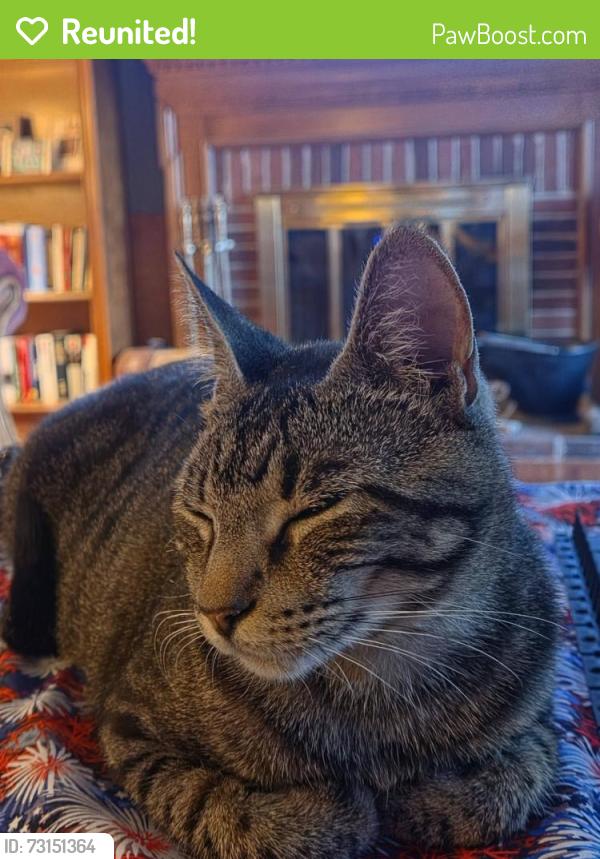 Reunited Male Cat last seen Hyland ests Oakville, Mo, Oakville, MO 63129
