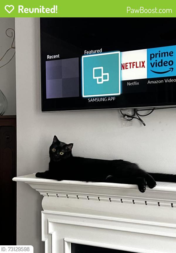 Reunited Female Cat last seen Near Certificate Ct, Charleston, SC 29414, USA, Charleston, SC 29414