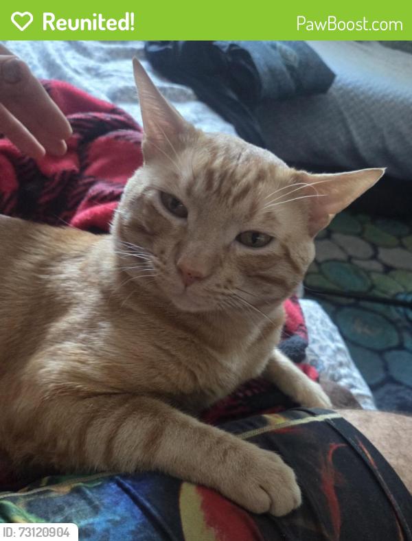 Reunited Male Cat last seen Se 10th street and Fedral highway Delray beach, Delray Beach, FL 33483