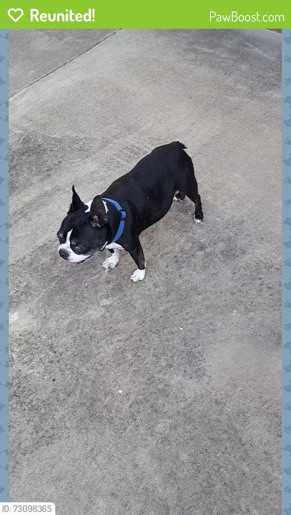 Reunited Male Dog last seen Paragould Dr, cypress moss dr, Jonesboro, AR 72405