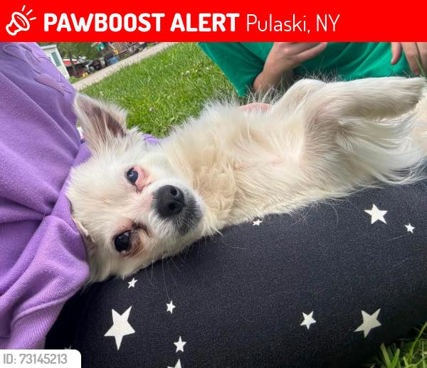 Lost Male Dog last seen State 13 and 48, Pulaski, NY 13142