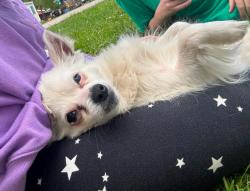 Lost Male Dog last seen State 13 and 48, Pulaski, NY 13142