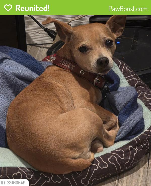 Reunited Female Dog last seen Hallcrest Ave, Spring Hill, FL 34608