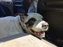 Reunited Male Dog last seen 128th PL and 234th St, Kent, WA 98031