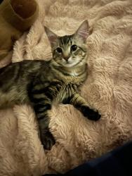 Lost Male Cat last seen N 6th St, Milwaukee, WI 53212