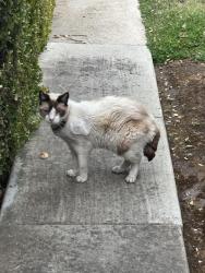 Found/Stray Female Cat last seen Near Clinton St, Redwood City, CA 94062