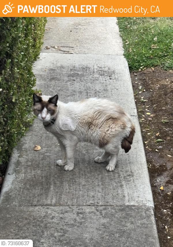 Found/Stray Female Cat last seen Near Clinton St, Redwood City, CA 94062