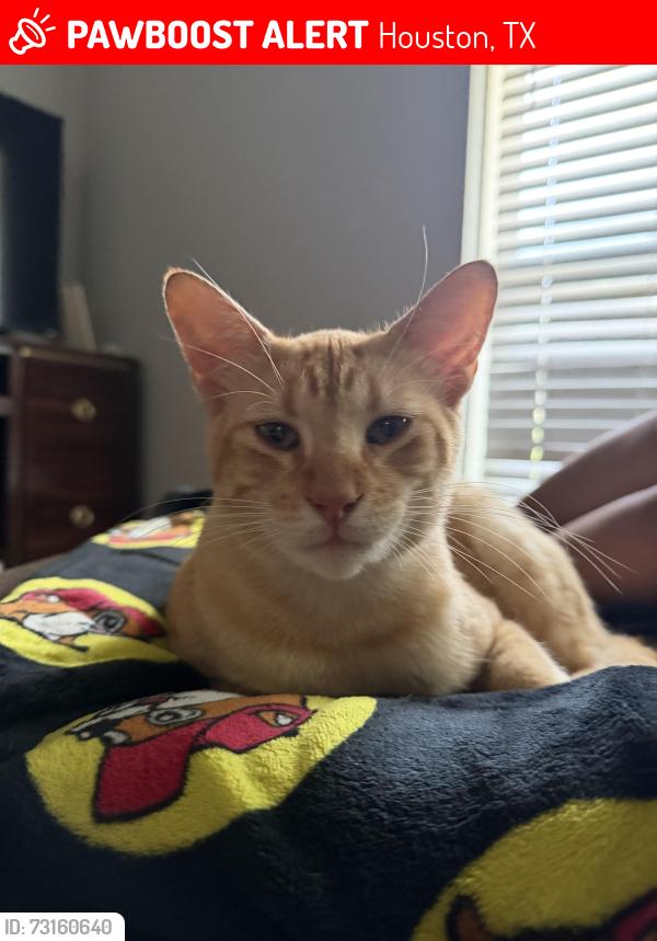 Lost Male Cat last seen apothecary ln, Houston, TX 77064