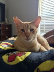Lost Male Cat last seen apothecary ln, Houston, TX 77064