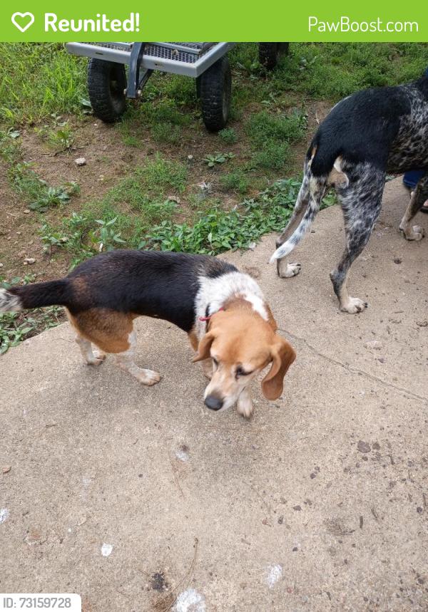 Reunited Female Dog last seen Kile Lake Rd near Lake Forest Middle School, Wildwood Lake, TN 37323