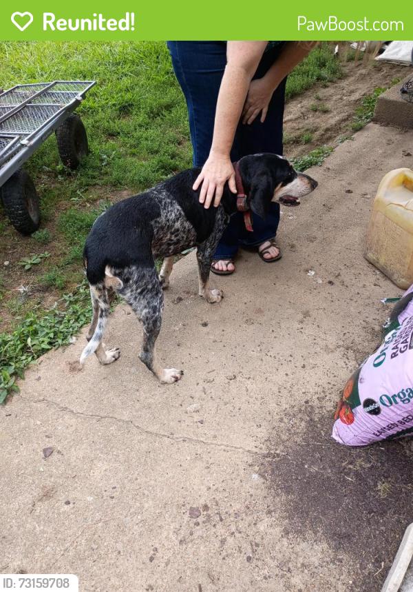 Reunited Female Dog last seen Kile Lake Rd/Lake Forest M.S., Wildwood Lake, TN 37323