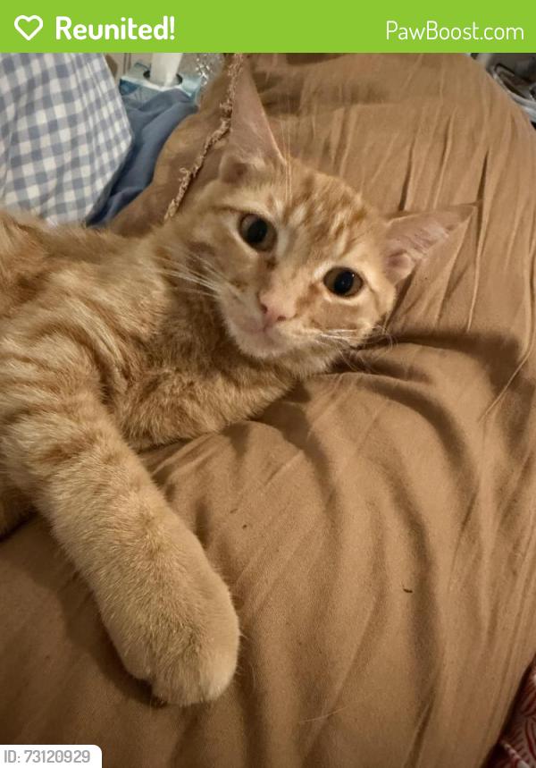 Reunited Male Cat last seen Near deer ridge rd, Fairview, TN 37062