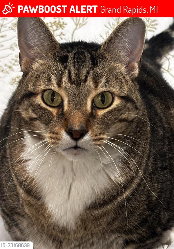 Lost Male Cat last seen Fulton and National, Grand Rapids, MI 49504