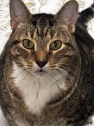 Lost Male Cat last seen Fulton and National, Grand Rapids, MI 49504