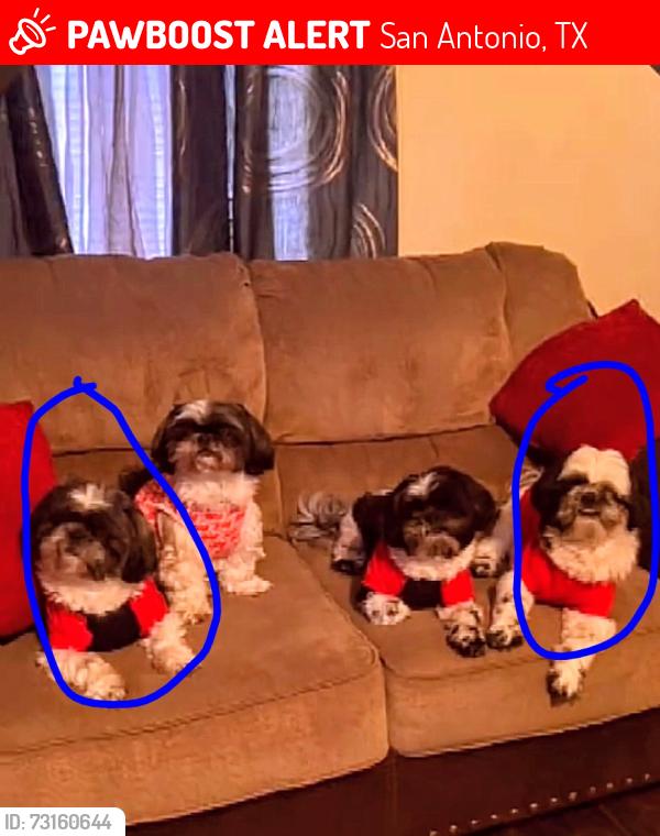 Lost Male Dog last seen Nogalitos, Ripford St & Hwy 90, San Antonio, TX 78225