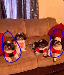 Lost Male Dog last seen Nogalitos, Ripford St & Hwy 90, San Antonio, TX 78225