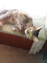 Lost Female Cat last seen Near Montreal Circle, Concord, CA 94520