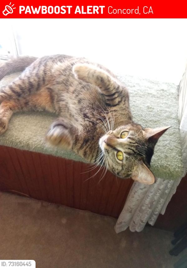 Lost Female Cat last seen Near Montreal Circle, Concord, CA 94520