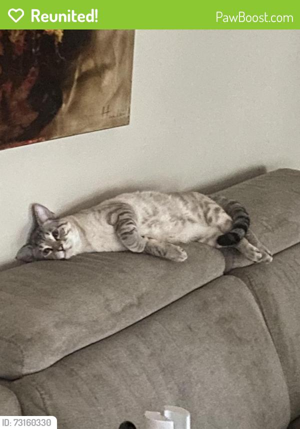 Reunited Male Cat last seen Ballantrae tuxford, San Antonio, TX 78239