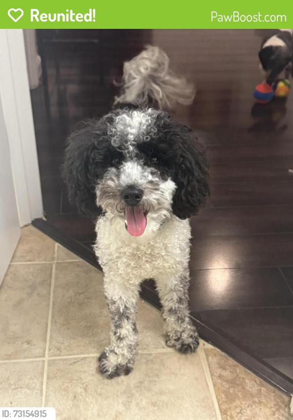 Reunited Male Dog last seen White Heron tr, Hybla Valley, VA 22306, USA, Hybla Valley, VA 22306