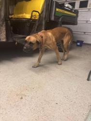 Reunited Female Dog last seen High Rock Rd, Efland, NC 27243