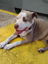 Found/Stray Female Dog last seen Palo Alto Rd/ Villeretnevk, Bexar County, TX 78224