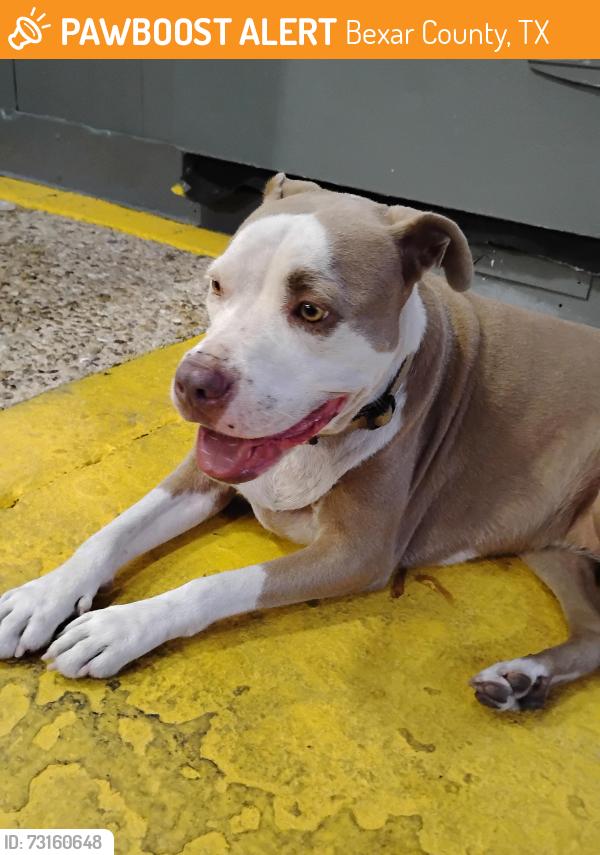 Found/Stray Female Dog last seen Palo Alto Rd/ Villeretnevk, Bexar County, TX 78224